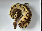0.1 ball python - super enchi fire, Dieren en Toebehoren, Reptielen en Amfibieën, Slang, Tam, 0 tot 2 jaar