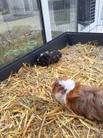 2 cavia's, Animaux & Accessoires, Enlèvement, Cage