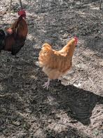 Orpington haan, Dieren en Toebehoren, Pluimvee