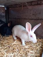 Jonge konijnen, Dieren en Toebehoren, Konijnen, Groot