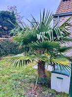 Palmboom, Tuin en Terras, Planten | Bomen, Ophalen, Palmboom, 100 tot 250 cm