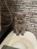 Britse korthaar kitten blauw kattin, Dieren en Toebehoren, Poes, Gechipt, 0 tot 2 jaar