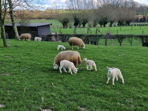 Gezocht weides voor begrazing door schapen regio Galmaarden, Animaux & Accessoires, Moutons, Chèvres & Cochons