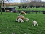 Gezocht weides voor begrazing door schapen regio Galmaarden