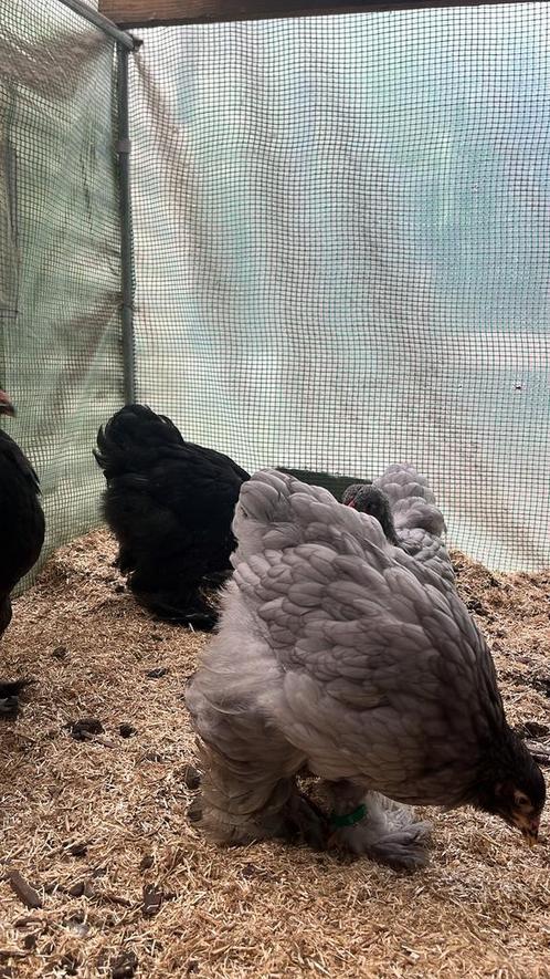 Trio’s brahma GROOTHOENDER Blauw, Zwart, zilverpatrijs, Dieren en Toebehoren, Pluimvee, Kip, Meerdere dieren