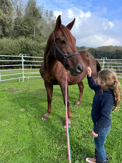 Drachtige Fokmerrie / Wandelpaard, Dieren en Toebehoren, Paarden, Merrie