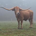 Amerikaanse longhorn os, Dieren en Toebehoren, Runderen, Mannelijk, 0 tot 2 jaar