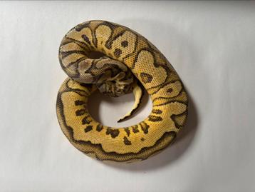 0.1 pastel yb clown  beschikbaar voor biedingen