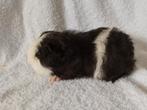 Ch Teddy cavia beertjes te koop, Dieren en Toebehoren, Knaagdieren, November, Mannelijk, Cavia