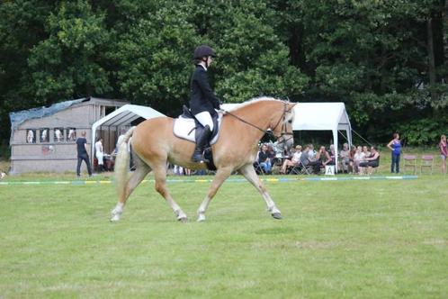 Haflingermerrie, Dieren en Toebehoren, Pony's, Merrie, Niet van toepassing, D pony (1.37m tot 1.48m), Recreatiepony, 11 jaar of ouder