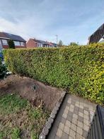 Gratis 5m ligusterhaag., Tuin en Terras, Planten | Struiken en Hagen, Ophalen, Liguster, Haag, 100 tot 250 cm