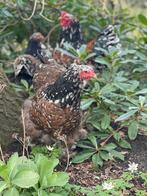 Broedeieren brahma porselein