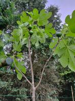 Vijgenboom, Tuin en Terras, Planten | Bomen, In pot, Overige soorten, Ophalen