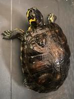 waterschildpad met toebehoren, Dieren en Toebehoren