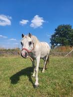Pony - Welsh - merrie, Dieren en Toebehoren, Pony's, Merrie, B, Gechipt, 7 tot 10 jaar