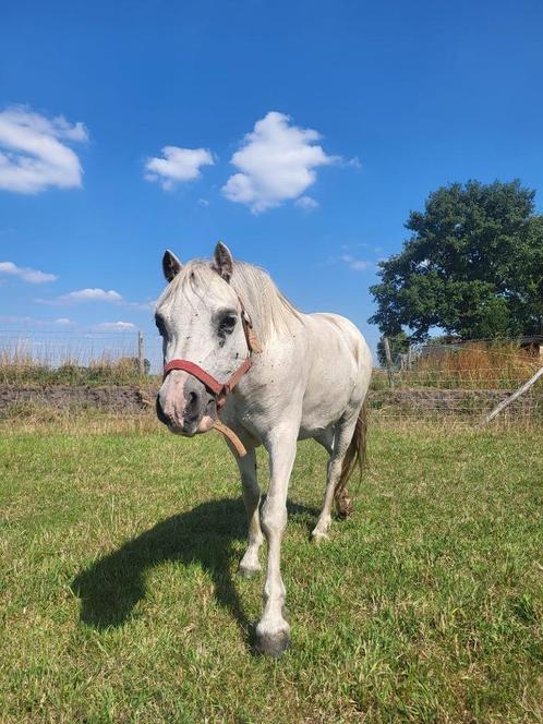 Pony - Welsh - merrie, Dieren en Toebehoren, Pony's, Merrie, B, B pony (1.17m tot 1.27m), Recreatiepony, 7 tot 10 jaar, Met stamboom