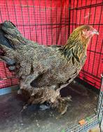 Jonge Brahma hen 9 Maand, Dieren en Toebehoren