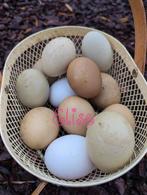 Broedeieren kleurleggers groenleggers olijfleggers kippen, Poule ou poulet