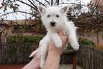 Westie pups met stamboom (West highland white terriër), Dieren en Toebehoren, Honden | Jack Russells en Terriërs, België, Overige rassen