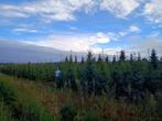 Partijen prachtige Picea omorika kerstbomen - alle maten!, Tuin en Terras, Ophalen, Overige soorten, 100 tot 250 cm