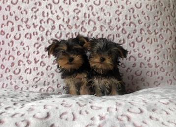 Yorkshire terrier pup  beschikbaar voor biedingen