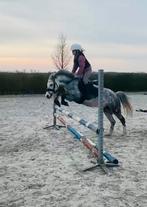 Super leuke sportpony A Welsh pony, Dieren en Toebehoren, Merrie, B, Gechipt, A pony (tot 1.17m)