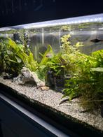 Aquarium met vissen etc…, Dieren en Toebehoren, Vissen | Aquariumvissen, Vis, Zoetwatervis
