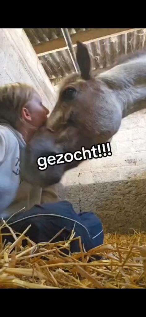 qui peut m'aider à trouver le meilleur ami de ma fille, Animaux & Accessoires, Chevaux & Poneys | Produits de soin, Enlèvement