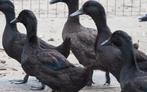 Eenden cayugaeend, Dieren en Toebehoren, Pluimvee, Meerdere dieren, Eend