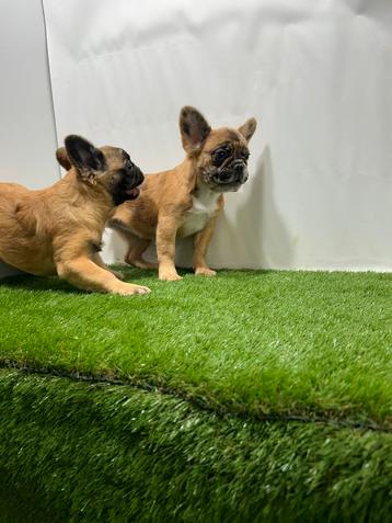 Franse Bulldog fluffy pups