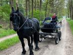 arabo fries gezocht, Avec pedigree, Cheval d'attelage, 160 à 165 cm, Ne s'applique pas