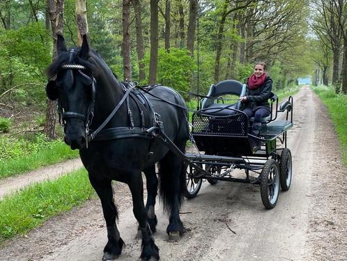 arabo fries gezocht, Animaux & Accessoires, Chevaux, Jument, Ne s'applique pas, 160 à 165 cm, 7 à 10 ans, Cheval d'attelage, Avec pedigree