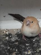 Ik zoek zilverbekjes., Dieren en Toebehoren, Vogels | Overige Vogels, Mannelijk, Tropenvogel