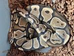 1.0 ball python - classic scalelesshead, Slang, Tam, 3 tot 6 jaar