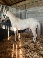 Cremello d pony te koop, Ruin, Zadelmak, Ontwormd