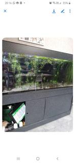 Vissen, Dieren en Toebehoren, Vis, Zoetwatervis