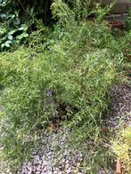KAMERPLANT ASPARAGUS 2 STUKS GROOT!, Groene kamerplant, Ophalen, Overige soorten
