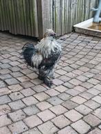 Free Silky Grouse Rooster 1 an