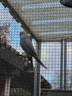 Grasparkieten, Dieren en Toebehoren, Vogels | Parkieten en Papegaaien