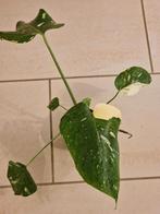 Monstera Thai, Huis en Inrichting, Ophalen of Verzenden