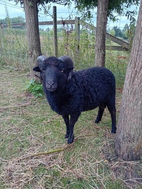 Mooie zwarte ouessant dekram van 2024, Dieren en Toebehoren, Schapen, Geiten en Varkens