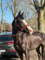 Halve stal/ bijrijder gezocht, Dieren en Toebehoren, Merrie