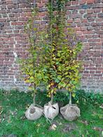 Carpinus betulus Lucas, Tuin en Terras, Planten | Struiken en Hagen, Ophalen, Haagbeuk, Haag