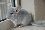 chinchilla broers, Dieren en Toebehoren, Knaagdieren, Mei, Mannelijk, Chinchilla