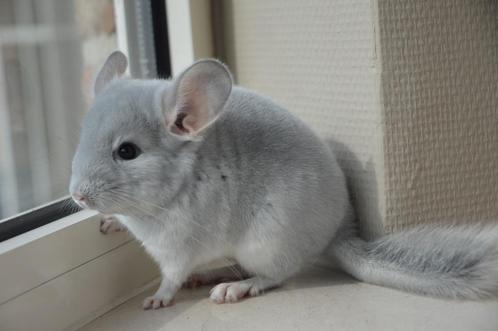 chinchilla broers, Dieren en Toebehoren, Knaagdieren, Mannelijk, Chinchilla, Mei