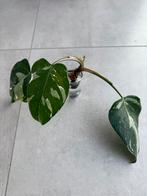 Philodendron white princess, Huis en Inrichting, Kamerplanten, Ophalen
