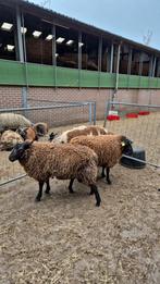 Blokken 14 maanden, Dieren en Toebehoren, Schapen, Geiten en Varkens