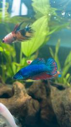 Vrouwelijke betta, Dieren en Toebehoren, Vis, Zoetwatervis