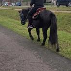 Bomproef kinderpony / therapie /gezelschap /wandel, Dieren en Toebehoren, Paarden