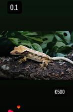 Wimpergekko vrouw, Dieren en Toebehoren